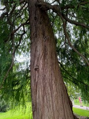 Obraz premium Beautiful tree with green leaves growing outdoors