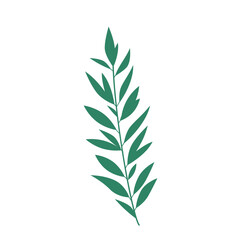 Plant Flower Botanical