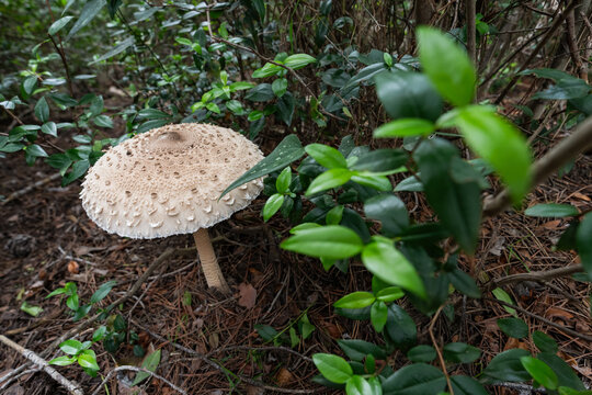 Parasol mushroom in autumn forest