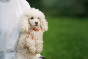 A white poodle is being held by its owner, both enjoying a moment in a green park.