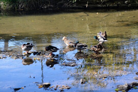 Ducks cleaning in the stream
