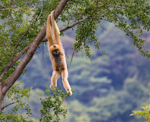 A gibbon is hanging from a tree. The background is a forest.