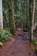 Pacific Northwest in autumn season on a hiking trail in a lush forest