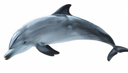 Dolphin with Smooth Body and Curved Dorsal Fin on White Background