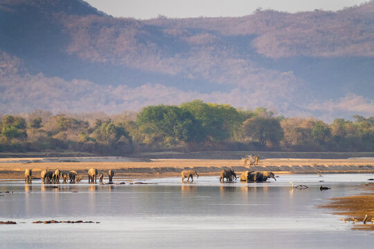 Elephants Traveling Through The Luangwa River