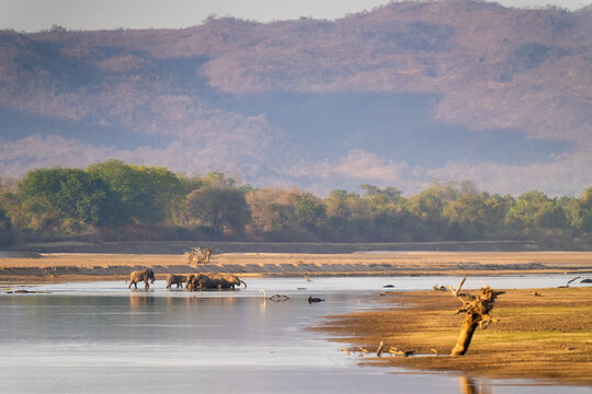Elephants Wading Through The Water Of The Luangwa River  