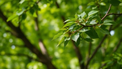 Obraz premium Close-up image of a tree branch with lush green leaves, with a blurred background showing a light green hue in the distance, close-up, outdoors, lush
