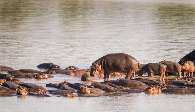 Pod Of Hippos In A River At South Luangwa National Park, Zambia  