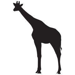 Silhouette of a Giraffe Standing in the Savannah, African Wildlife