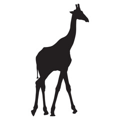 Silhouette of a Giraffe Standing in the Savannah, African Wildlife