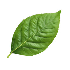 Obraz premium green leaf