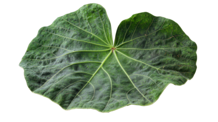 Pumpkin leaf, lush and lobed in green, ideal for botanical studies and seasonal content.