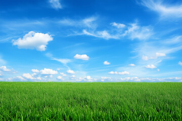 Obraz premium Empty Green Grassland Background with Blue Sky and White Clouds