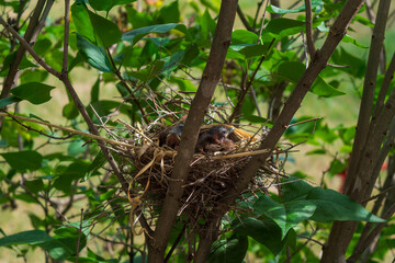 Newborn Northern Cardinals Cardinalis cardinalis Resting in Lilac