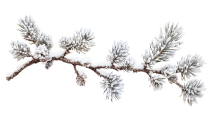 Pine branch covered with snow transparent background