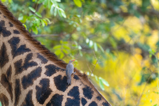 Bird (Red-Billed Oxpecker) On Neck Of A Giraffe  