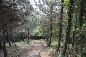 Naklejka premium 산을 올라가는 삼나무 숲길, 제주 제주시 구좌읍 종달리 지미봉