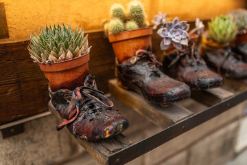 decorative plants in boot-shaped pots