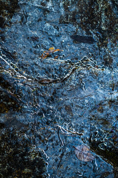 Icy texture in the forest close-up