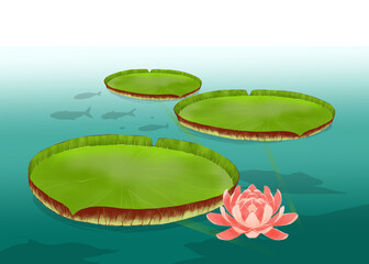 Victoria water lily pad with flower floating on the water