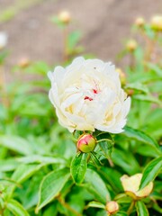 White peony