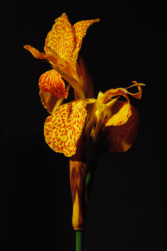 Bright yellow spotted flower in profile with dark background