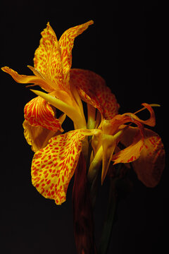 Bright yellow spotted flower in profile with dark background