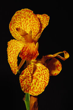 Vivid yellow and orange flower close-up 