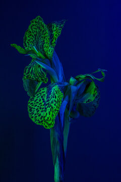 Close-up view of vibrant green and blue flowers 