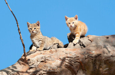 feral wild cat kittens home in a hollow tree near  Cooper Creek at Innamincka, South Australia.