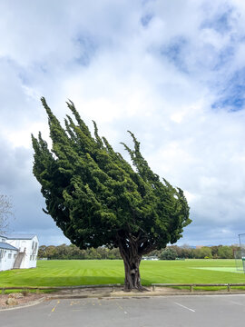Leaning tree