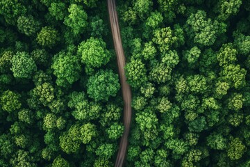 Aerial view of a winding road through a lush green forest.