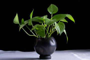 Planta ornamental en maceta de barro negro, diseño de interiores naturales y minimalista. 
