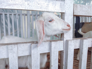 Domestic goat in the cage