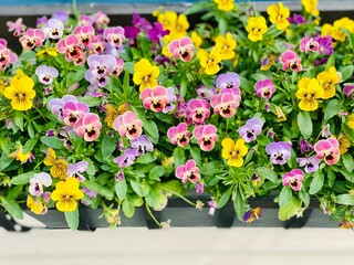 Pansy Garden