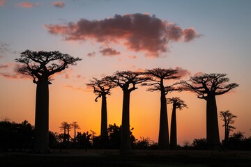 Vibrant Magic Hour Sunset Behind Majestic Baobab Trees in Avenue of Baobab, Morondava, Madagascar