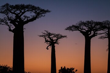 Vibrant Magic Hour Sunset Behind Majestic Baobab Trees in Avenue of Baobab, Morondava, Madagascar