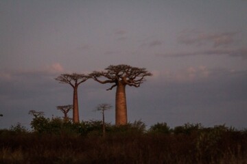 Twilight Shadows Over the Baobabs, Avenue of the Baobabs, Madagascar