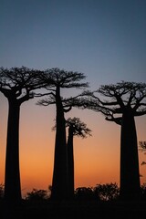Vibrant Magic Hour Sunset Behind Majestic Baobab Trees in Avenue of Baobab, Morondava, Madagascar