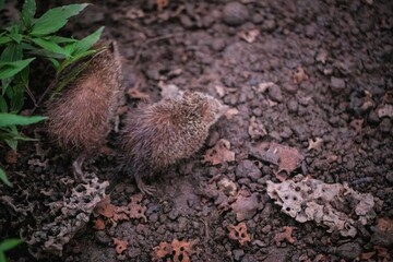 Obraz premium Curious Lesser Hedgehog Tenrec Foraging on the Forest Floor