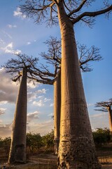 Majestic Baobabs Reaching for the Sky Against a Blue Sky at Golden Hour, Avenue of The Baobabs,...