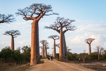 Iconic Avenue of Baobab Trees under Clear Blue Sky in Morondava, Madagascar	
