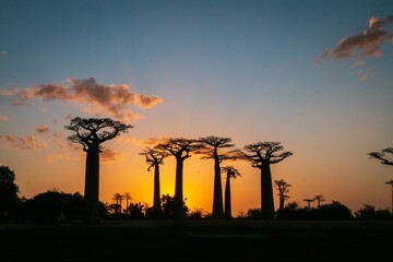 Vibrant Magic Hour Sunset Behind Majestic Baobab Trees in Avenue of Baobab, Morondava, Madagascar