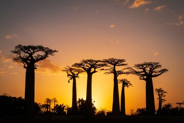 Vibrant Magic Hour Sunset Behind Majestic Baobab Trees in Avenue of Baobab, Morondava, Madagascar