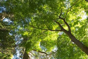 Fototapeta premium 逆光に映える木立見上げる2024.11