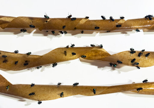 Dead flies insect on Flypaper