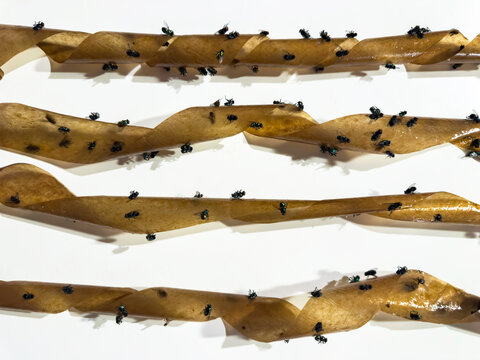 Dead fly insect on Flypaper