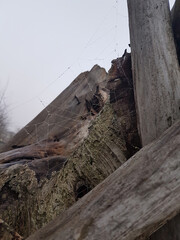 Spiderwebs on driftwood