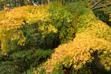 カラフルに色づくもみじの風景