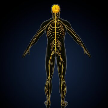 human brain, nerves with circulatory system. 3d render